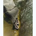 Buty turystyczne damskie Salomon Techamphibian 5 walnut/tapioca/clearly aqua 15
