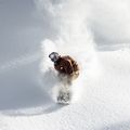 Deska snowboardowa męska Bataleon Cameleon 16